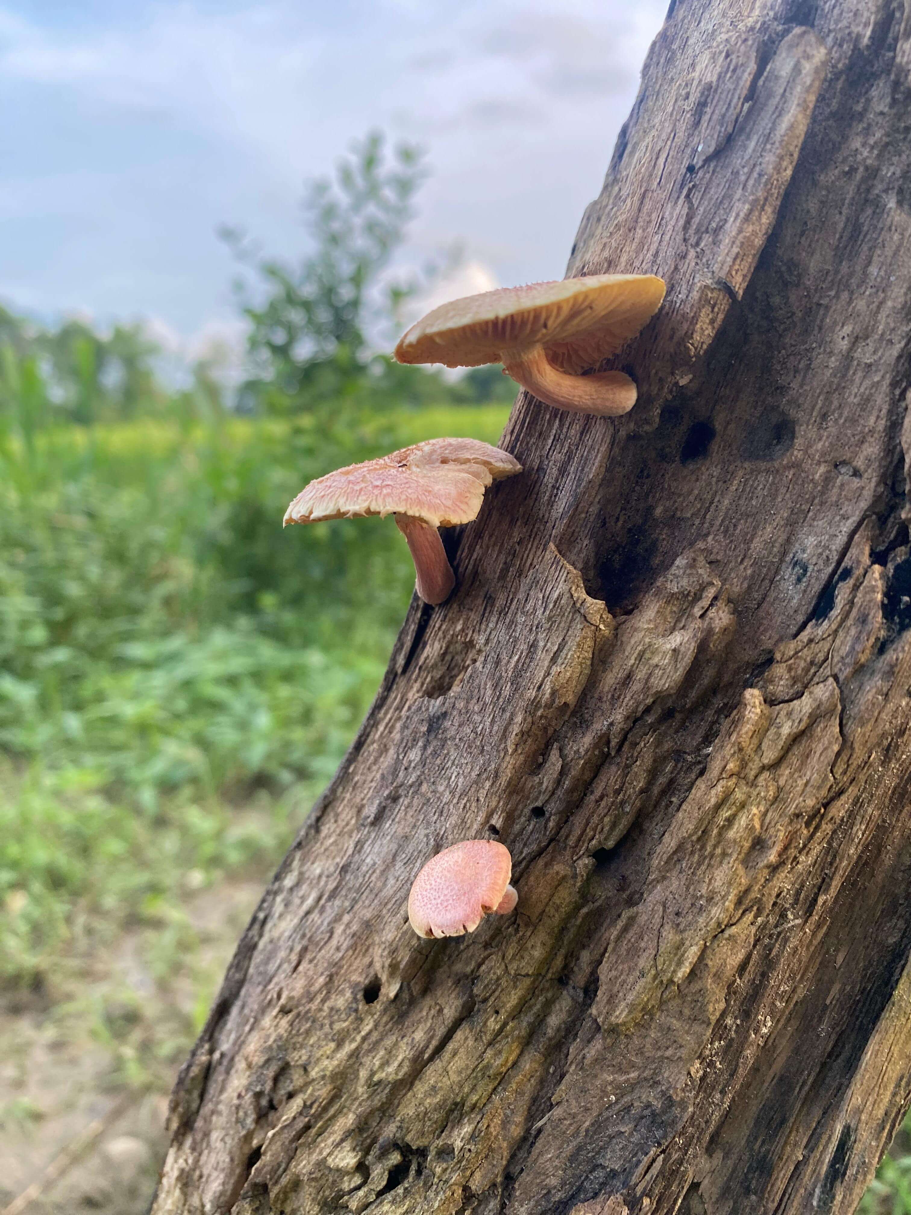 3 a2932 e e a41 d2 d25 c156%7 c0